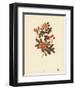 Sweet Briar-null-Framed Art Print