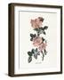 Sweet Briar-Gwendolyn Babbitt-Framed Art Print