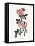 Sweet Briar-Gwendolyn Babbitt-Framed Stretched Canvas