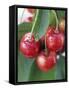 Sweet Cherries on the Branch-Vladimir Shulevsky-Framed Stretched Canvas