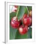 Sweet Cherries on the Branch-Vladimir Shulevsky-Framed Photographic Print