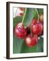 Sweet Cherries on the Branch-Vladimir Shulevsky-Framed Photographic Print