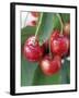 Sweet Cherries on the Branch-Vladimir Shulevsky-Framed Photographic Print