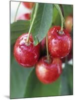 Sweet Cherries on the Branch-Vladimir Shulevsky-Mounted Photographic Print