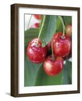 Sweet Cherries on the Branch-Vladimir Shulevsky-Framed Photographic Print