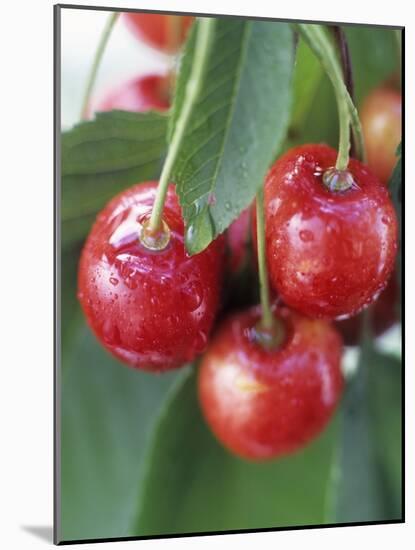 Sweet Cherries on the Branch-Vladimir Shulevsky-Mounted Photographic Print