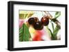 Sweet Cherries on the Branch-Eising Studio - Food Photo and Video-Framed Photographic Print
