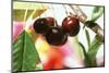 Sweet Cherries on the Branch-Eising Studio - Food Photo and Video-Mounted Photographic Print