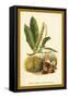 Sweet Chestnut, Blossom and Fruit-W.h.j. Boot-Framed Stretched Canvas