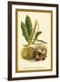 Sweet Chestnut, Blossom and Fruit-W.h.j. Boot-Framed Art Print