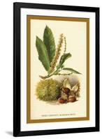 Sweet Chestnut, Blossom and Fruit-W.h.j. Boot-Framed Art Print