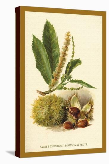 Sweet Chestnut, Blossom and Fruit-W.h.j. Boot-Stretched Canvas