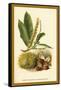 Sweet Chestnut, Blossom and Fruit-W.h.j. Boot-Framed Stretched Canvas