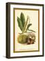 Sweet Chestnut, Blossom and Fruit-W.h.j. Boot-Framed Art Print