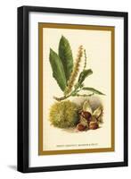 Sweet Chestnut, Blossom and Fruit-W.h.j. Boot-Framed Art Print