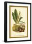 Sweet Chestnut, Blossom and Fruit-W.h.j. Boot-Framed Art Print