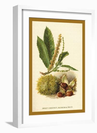 Sweet Chestnut, Blossom and Fruit-W.h.j. Boot-Framed Art Print