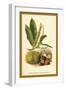 Sweet Chestnut, Blossom and Fruit-W.h.j. Boot-Framed Art Print