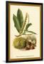 Sweet Chestnut, Blossom and Fruit-W.h.j. Boot-Framed Art Print