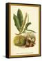 Sweet Chestnut, Blossom and Fruit-W.h.j. Boot-Framed Stretched Canvas