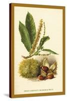 Sweet Chestnut, Blossom and Fruit-W.h.j. Boot-Stretched Canvas