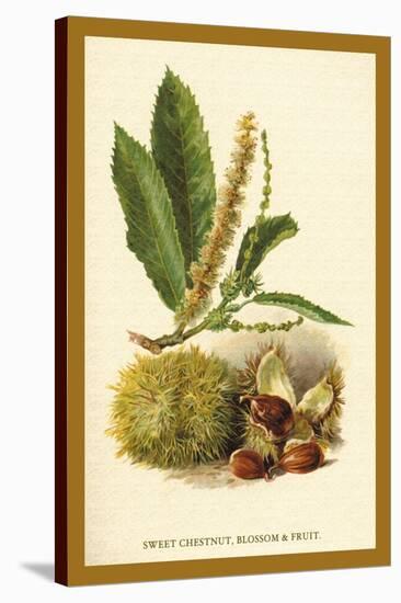 Sweet Chestnut, Blossom and Fruit-W.h.j. Boot-Stretched Canvas