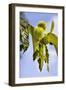 Sweet Chestnut Fruit-null-Framed Photographic Print