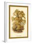 Sweet Chestnut-W.h.j. Boot-Framed Art Print