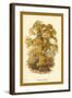 Sweet Chestnut-W.h.j. Boot-Framed Art Print