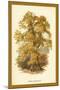 Sweet Chestnut-W.h.j. Boot-Mounted Art Print