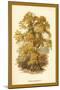 Sweet Chestnut-W.h.j. Boot-Mounted Art Print