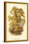 Sweet Chestnut-W.h.j. Boot-Stretched Canvas
