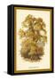 Sweet Chestnut-W.h.j. Boot-Framed Stretched Canvas