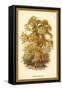Sweet Chestnut-W.h.j. Boot-Framed Stretched Canvas