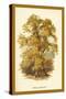 Sweet Chestnut-W.h.j. Boot-Stretched Canvas