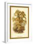 Sweet Chestnut-W.h.j. Boot-Framed Art Print