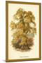 Sweet Chestnut-W.h.j. Boot-Mounted Art Print