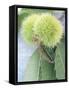 Sweet Chestnuts with Leaves-Brigitte Sporrer-Framed Stretched Canvas