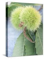 Sweet Chestnuts with Leaves-Brigitte Sporrer-Stretched Canvas