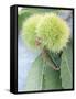 Sweet Chestnuts with Leaves-Brigitte Sporrer-Framed Stretched Canvas