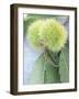 Sweet Chestnuts with Leaves-Brigitte Sporrer-Framed Photographic Print