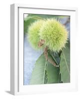 Sweet Chestnuts with Leaves-Brigitte Sporrer-Framed Photographic Print