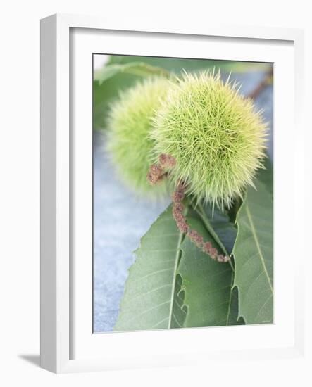 Sweet Chestnuts with Leaves-Brigitte Sporrer-Framed Photographic Print