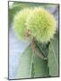 Sweet Chestnuts with Leaves-Brigitte Sporrer-Mounted Photographic Print