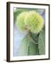 Sweet Chestnuts with Leaves-Brigitte Sporrer-Framed Photographic Print