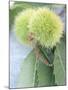 Sweet Chestnuts with Leaves-Brigitte Sporrer-Mounted Photographic Print