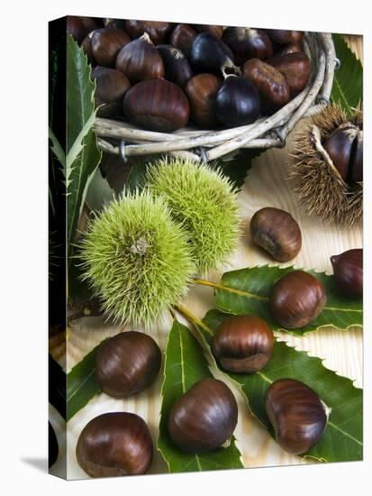 Sweet Chestnuts-Nico Tondini-Stretched Canvas