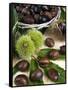 Sweet Chestnuts-Nico Tondini-Framed Stretched Canvas