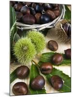 Sweet Chestnuts-Nico Tondini-Mounted Premium Photographic Print