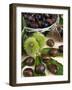 Sweet Chestnuts-Nico Tondini-Framed Photographic Print